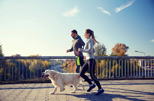 How to Run with a Dog | 7 Easy Steps for Training Your Dog