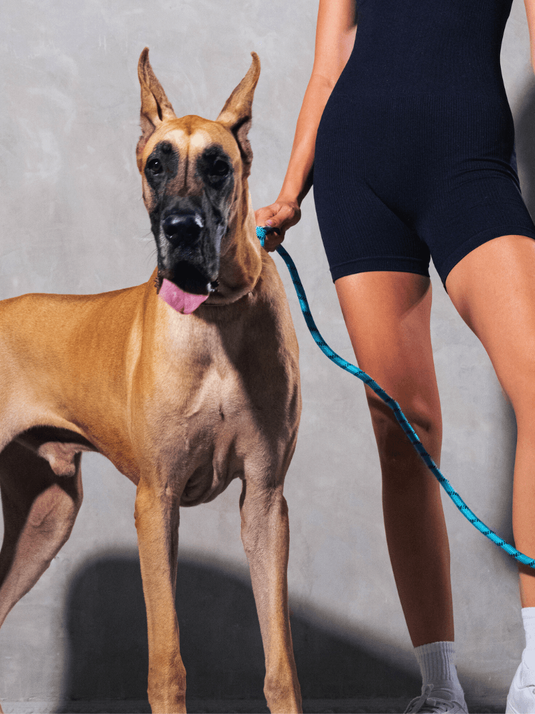Aqua Blue Running Hands-Free Dog Leash - Runner's Athletics